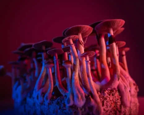 On Drugs by the Author: A Philosophical Journey into Psychedelics